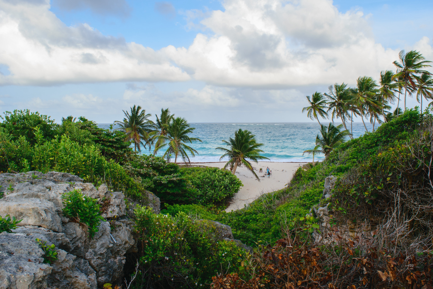 shrubbery on the beach
