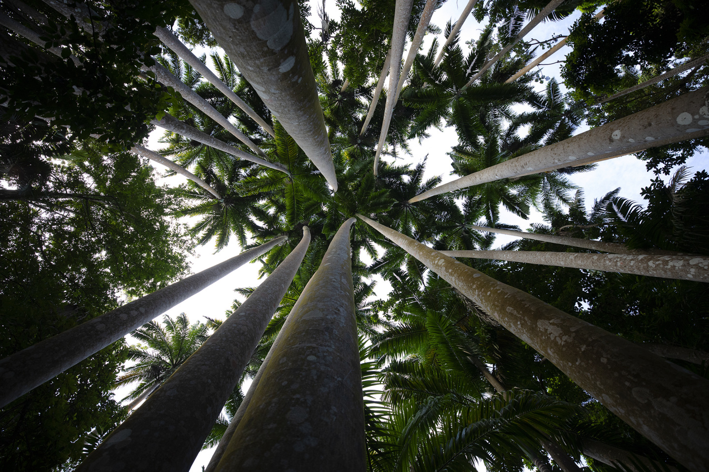 trees