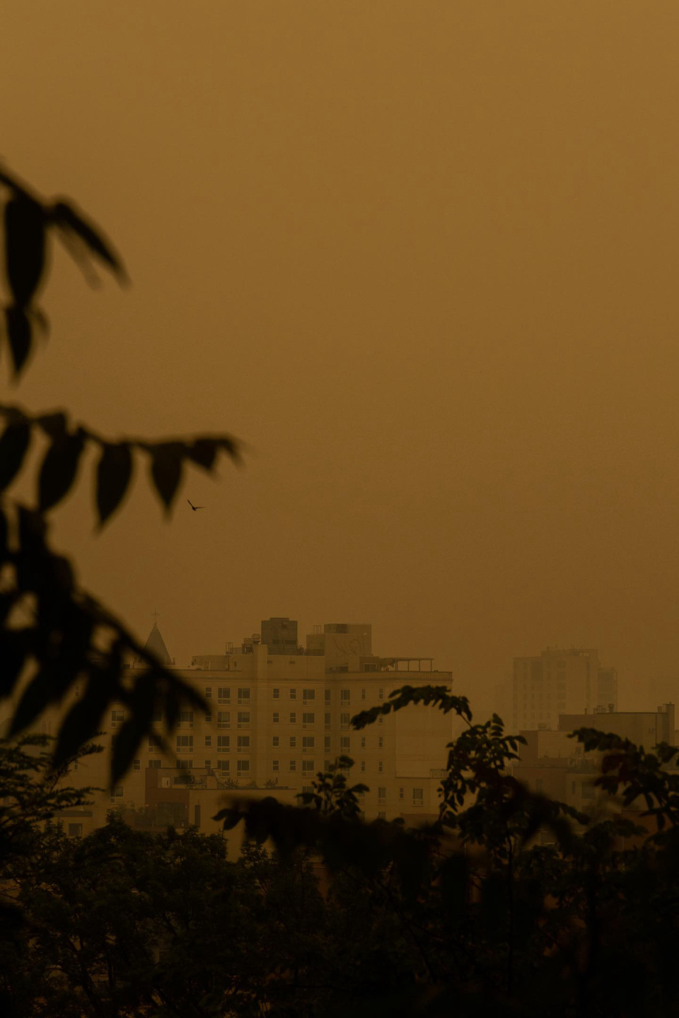 Clémence Foucart NYC Haze