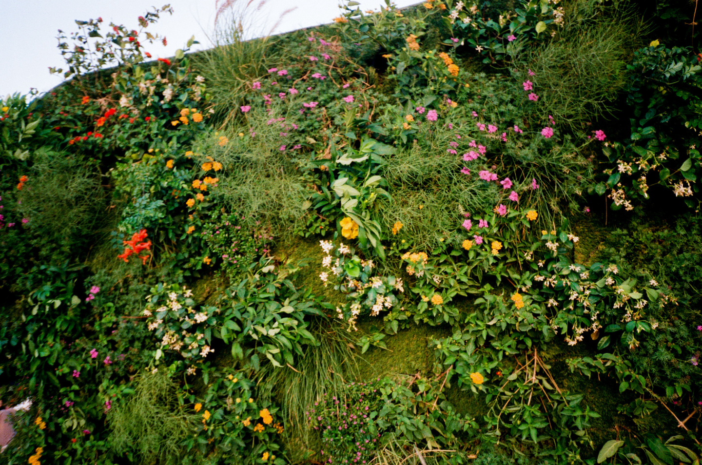 plants