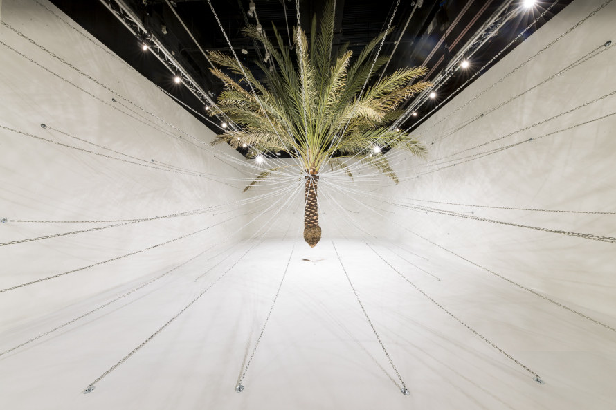 date palm suspended