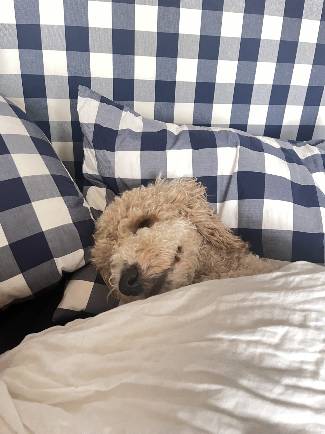 laura-kim-goldendoodle