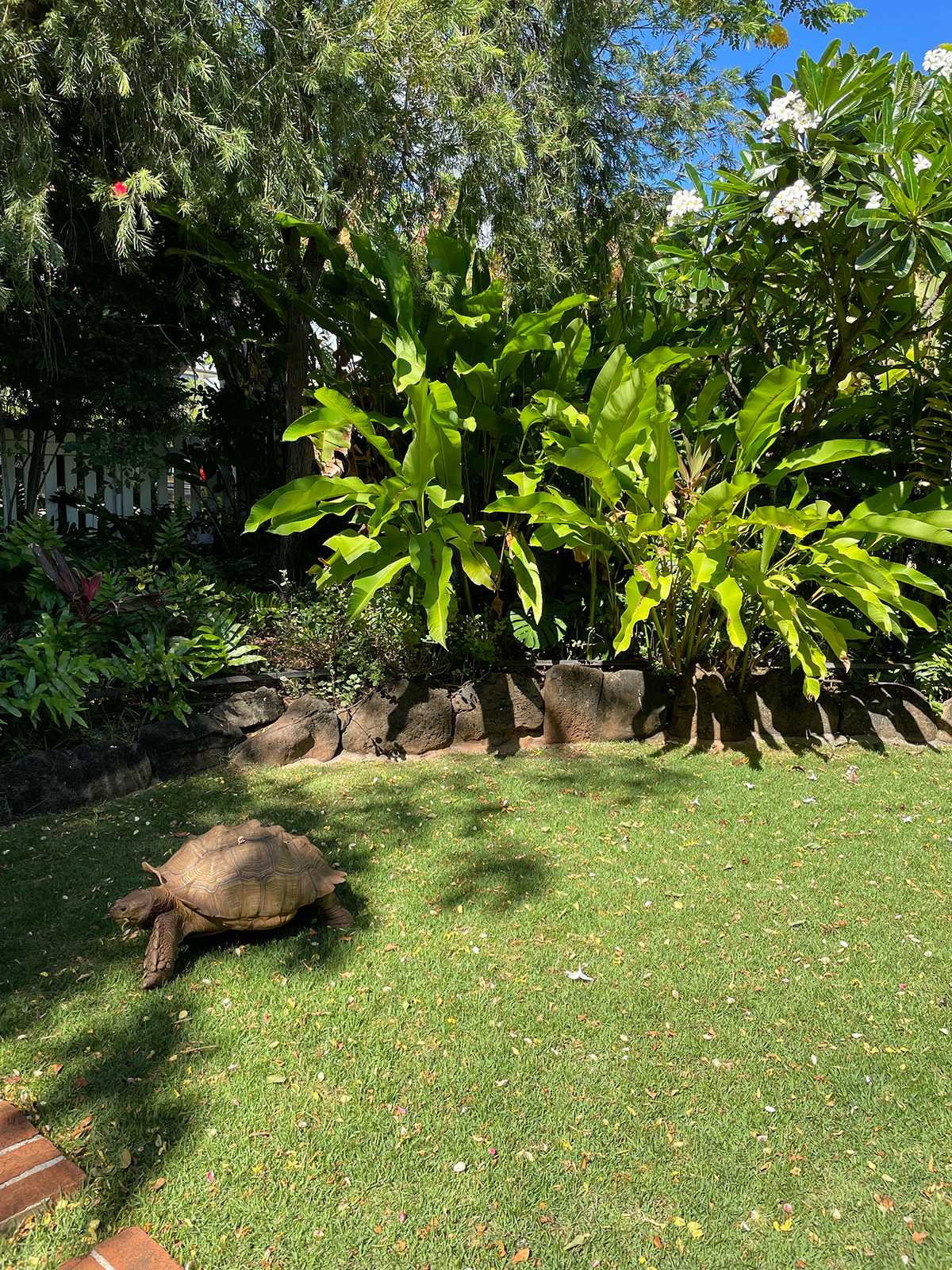 hanya-yanagihara-tortoise