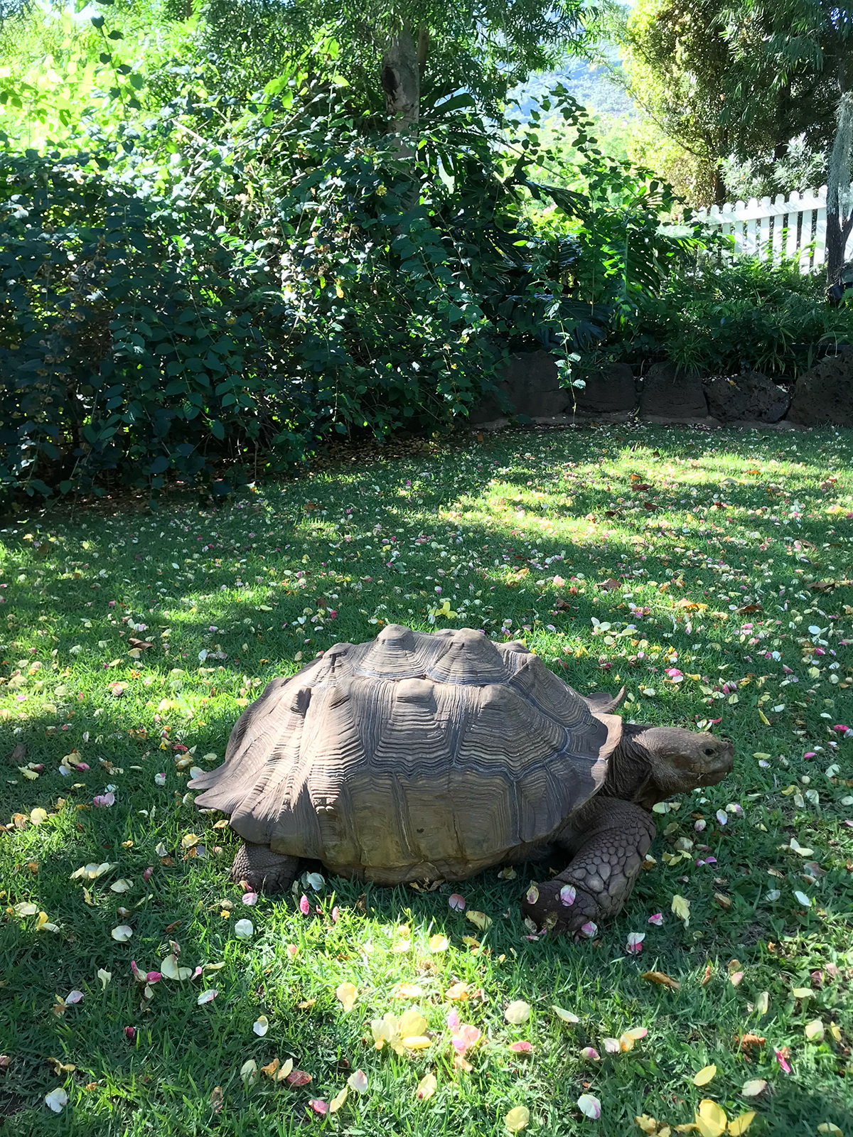 hanya-yanagihara-tortoise