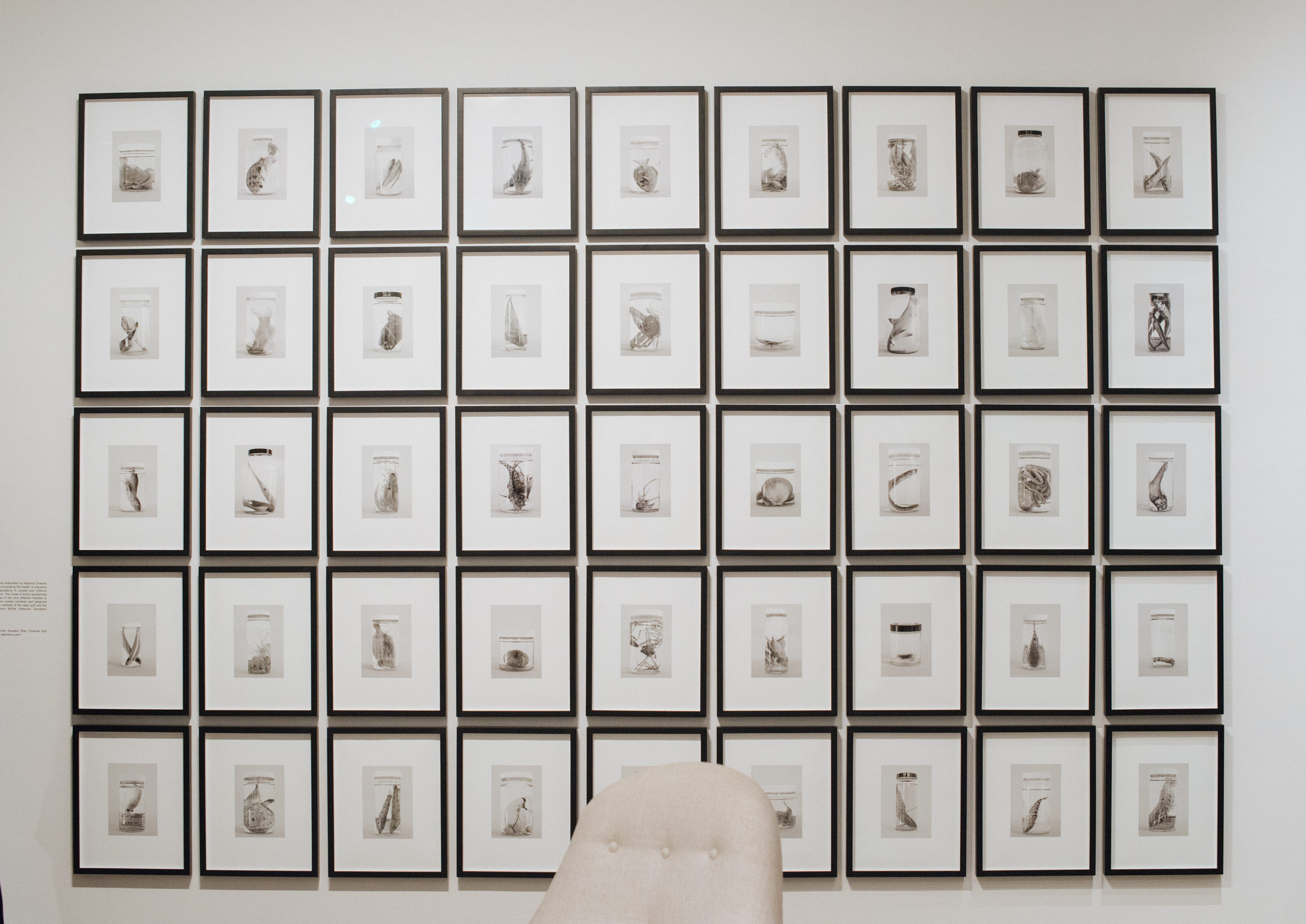 Photographs by Victoria Sambunaris of 45 specimens collected during expeditions undertaken by National Oceanic and Atmospheric Administration. 